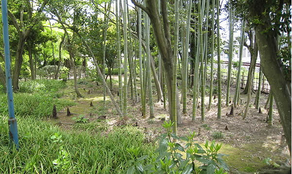 たけのこphoto